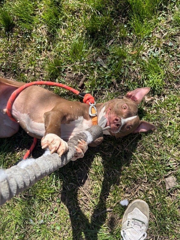 View Mike Wheeler the Dog Photo #2