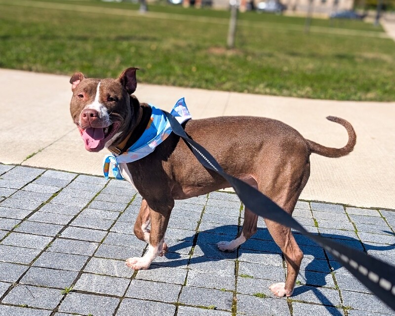 View Mike Wheeler the Dog Photo #3