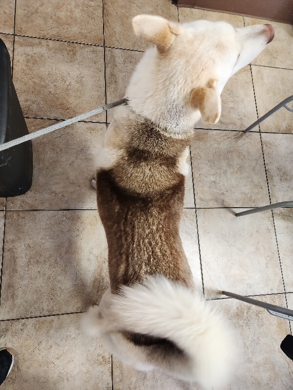 View Koko (Actual) the Dog Photo #3