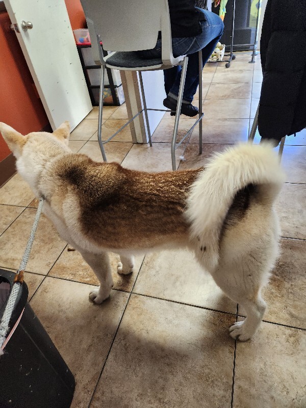 View Koko (Actual) the Dog Photo #2