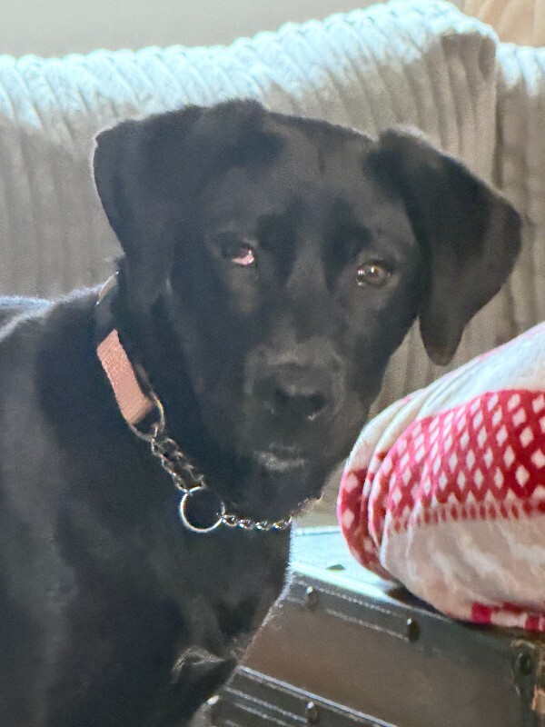 View LA the Dog Photo #7