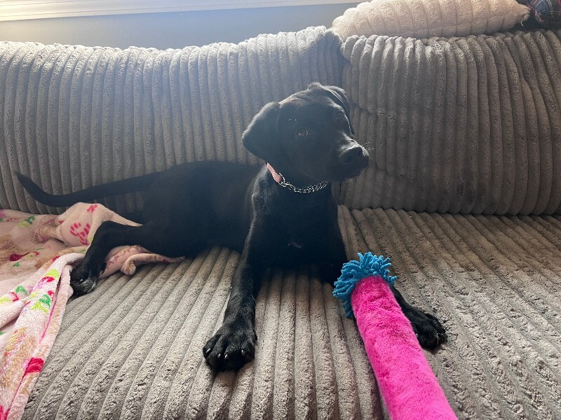 View LA the Dog Photo #4