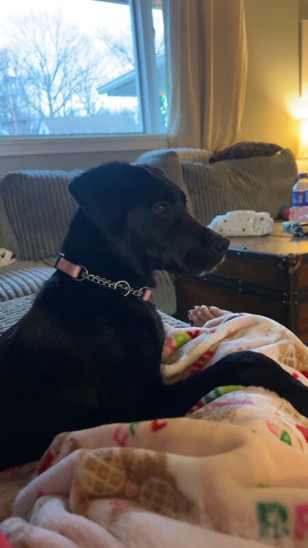 View LA the Dog Photo #6