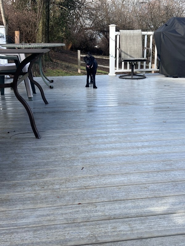 View LA the Dog Photo #8