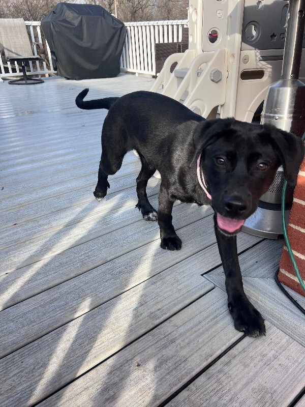 View LA the Dog Photo #3