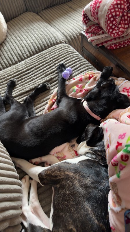 View LA the Dog Photo #5