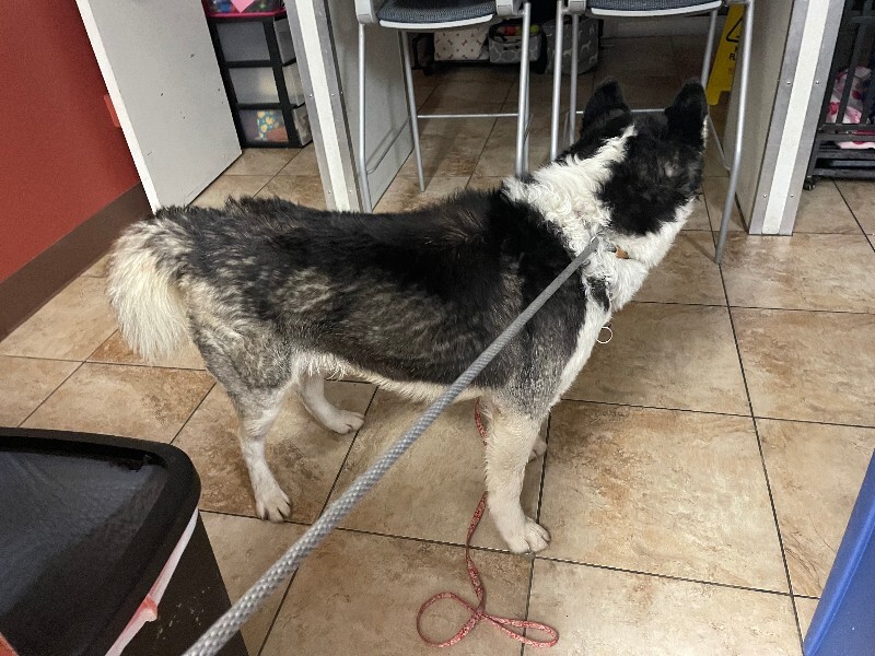 View Evanescence the Dog Photo #2