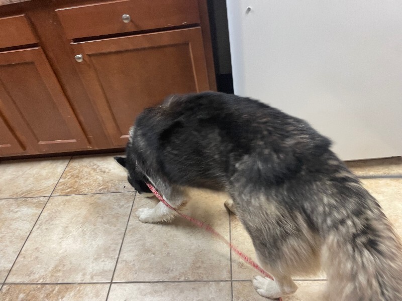 View Evanescence the Dog Photo #3