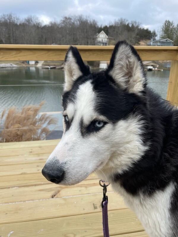 View Evanescence the Dog Photo #2