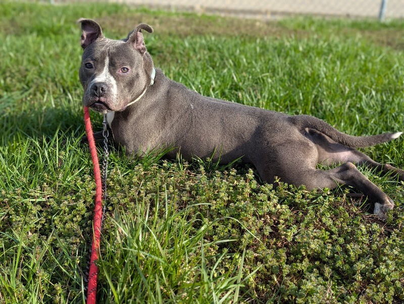 View Guppy the Dog Photo #9