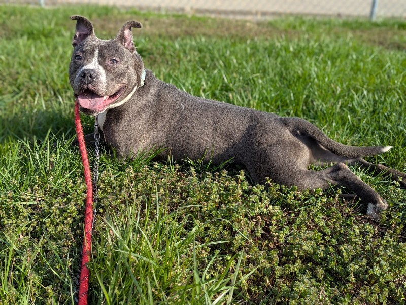 View Guppy the Dog Photo #2