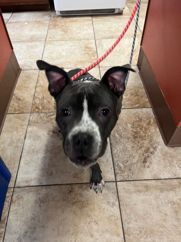 Learn More About Guppy image0 2026 01 05T145232.103