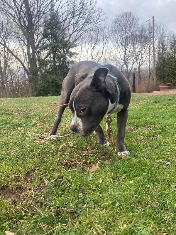 View Guppy the Dog Photo #9