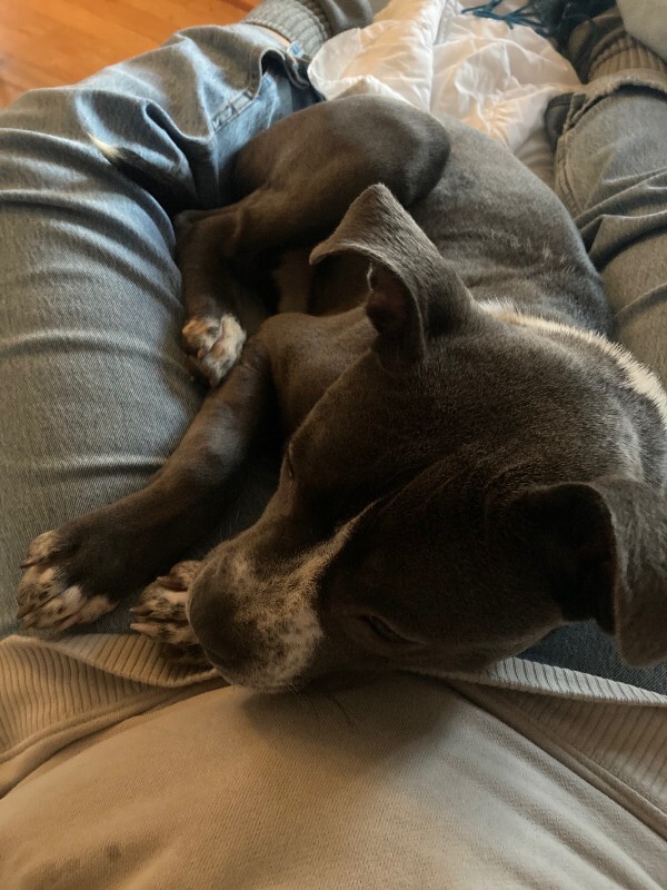 View Guppy the Dog Photo #3