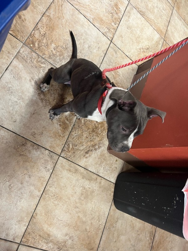 View Guppy the Dog Photo #3