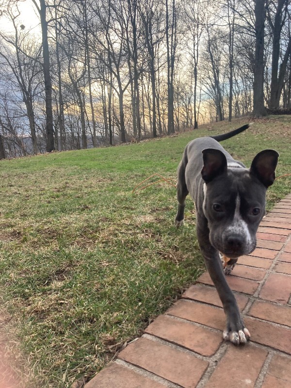 View Guppy the Dog Photo #8