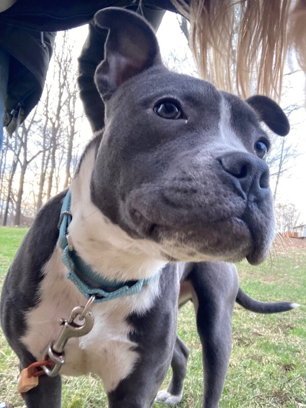 View Guppy the Dog Photo #4