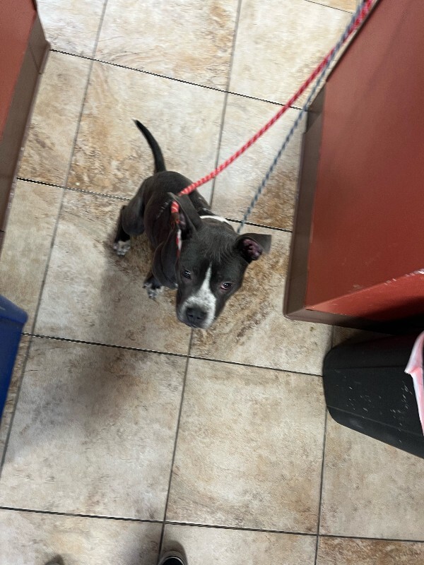 View Guppy the Dog Photo #2