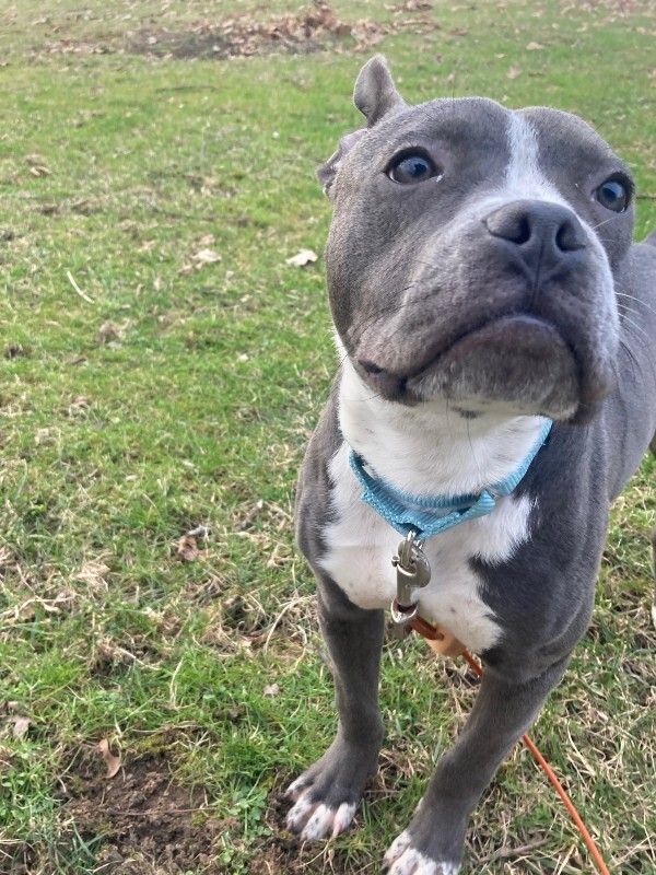 View Guppy the Dog Photo #6