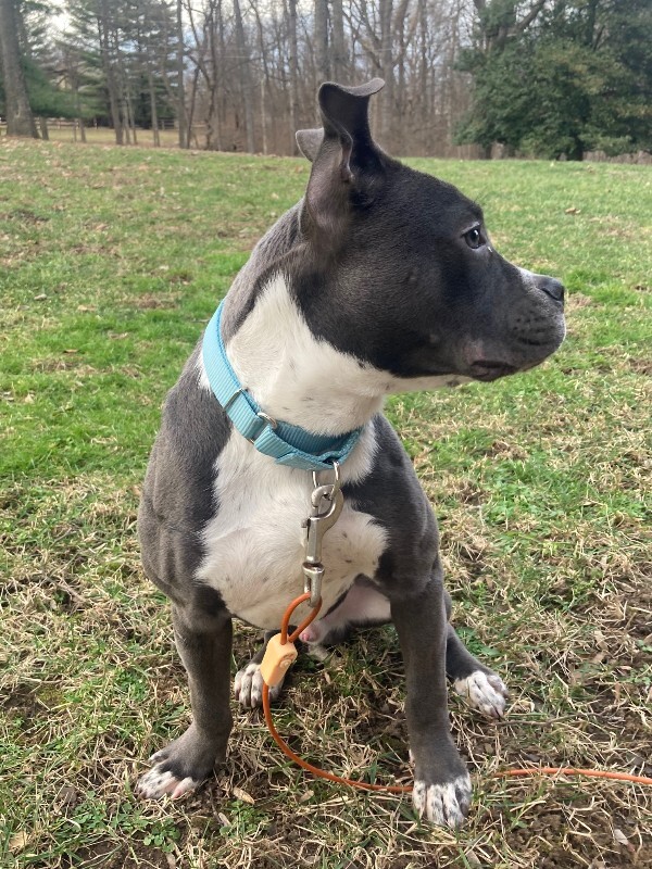 View Guppy the Dog Photo #7