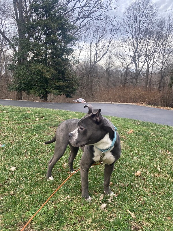 View Guppy the Dog Photo #10