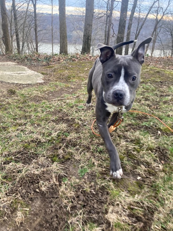 View Guppy the Dog Photo #11