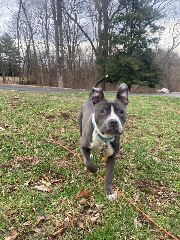 View Guppy the Dog Photo #2