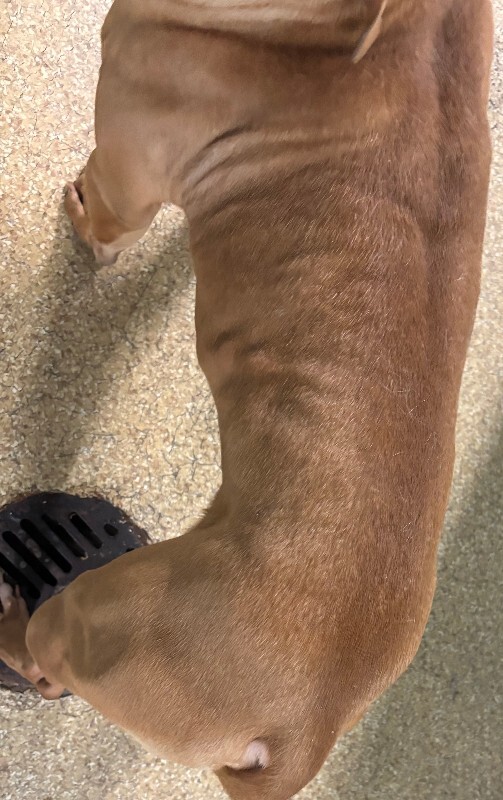 View Binge the Dog Photo #2