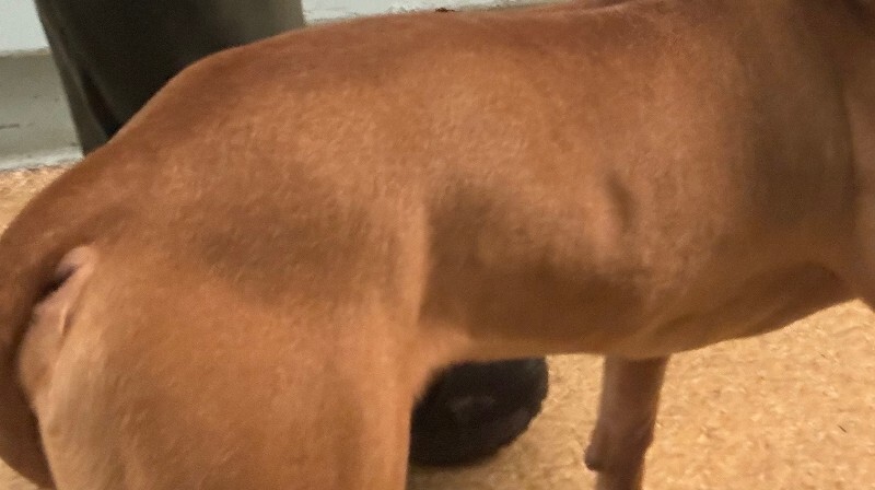 View Binge the Dog Photo #3