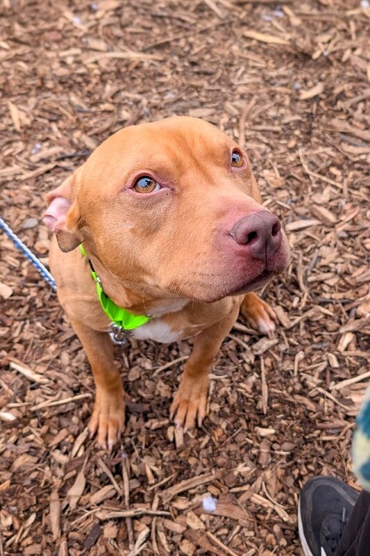 View Binge the Dog Photo #3