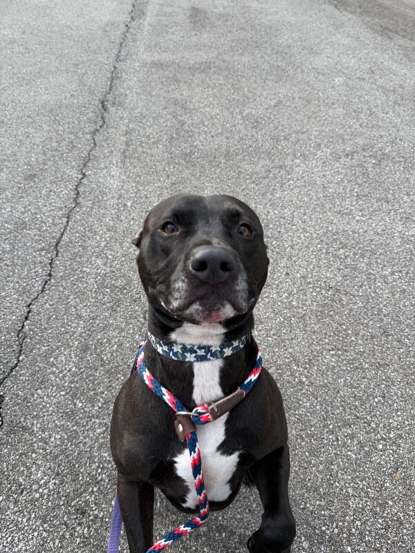 View Rocket the Dog Photo #2