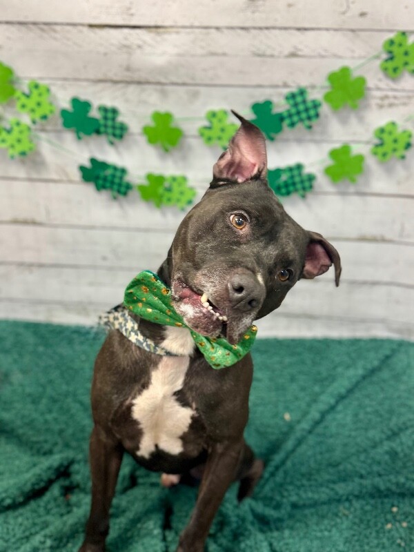 View Rocket the Dog Photo #3