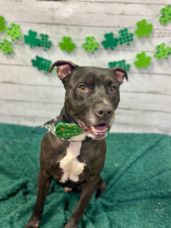 View Rocket the Dog Photo #4