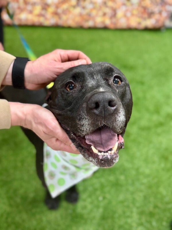 View Rocket the Dog Photo #2