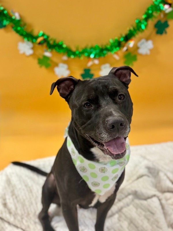 View Rocket the Dog Photo #5