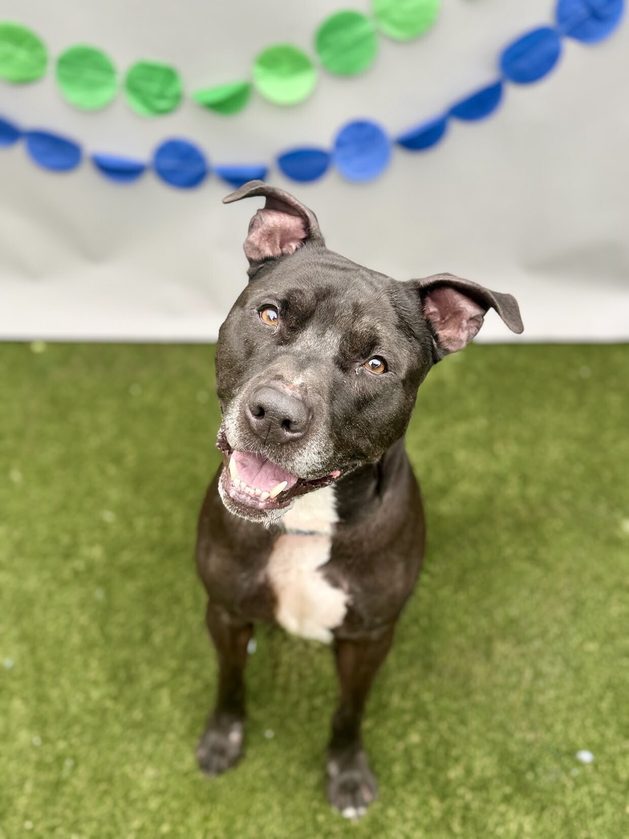 View Rocket the Dog Photo #8