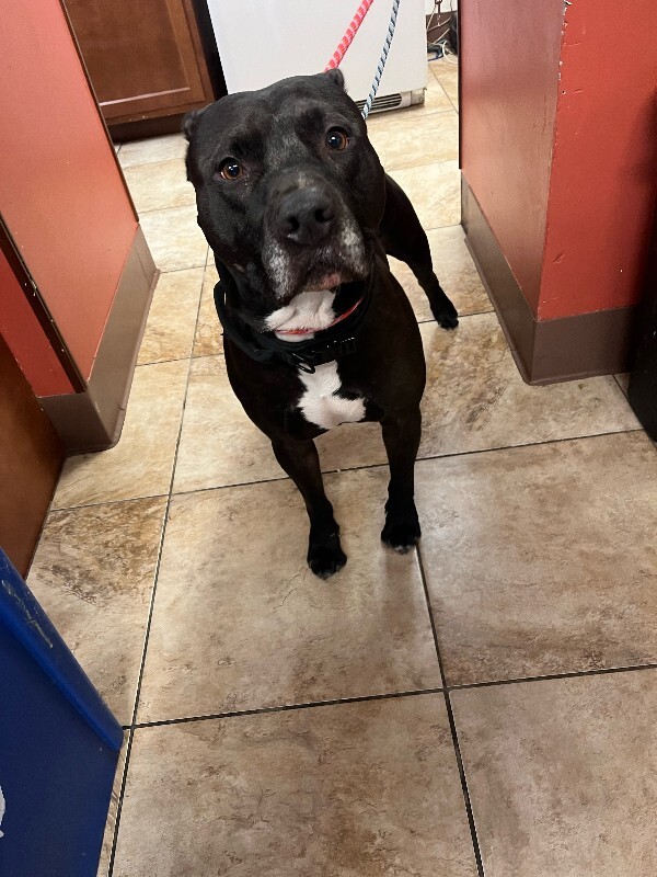 View Rocket the Dog Photo #4