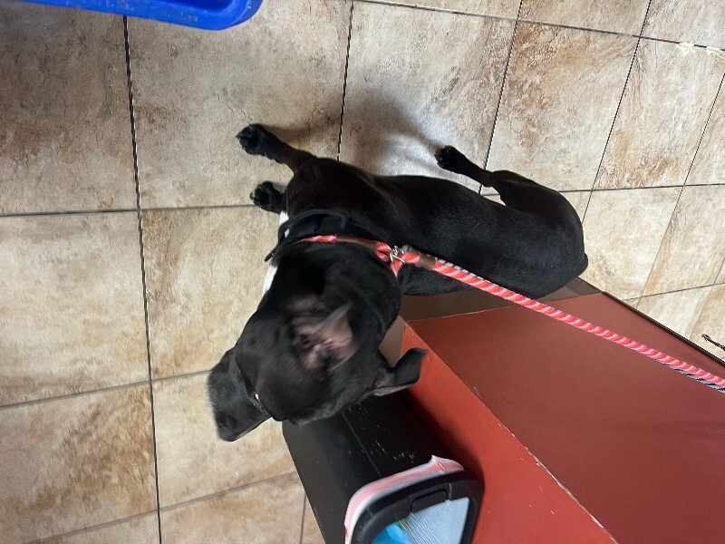 View Rocket the Dog Photo #5