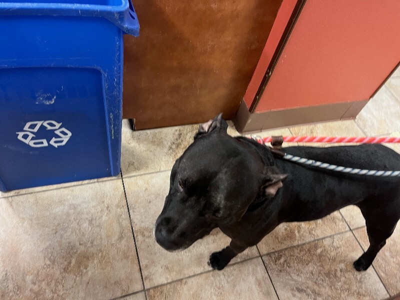 View Rocket the Dog Photo #3