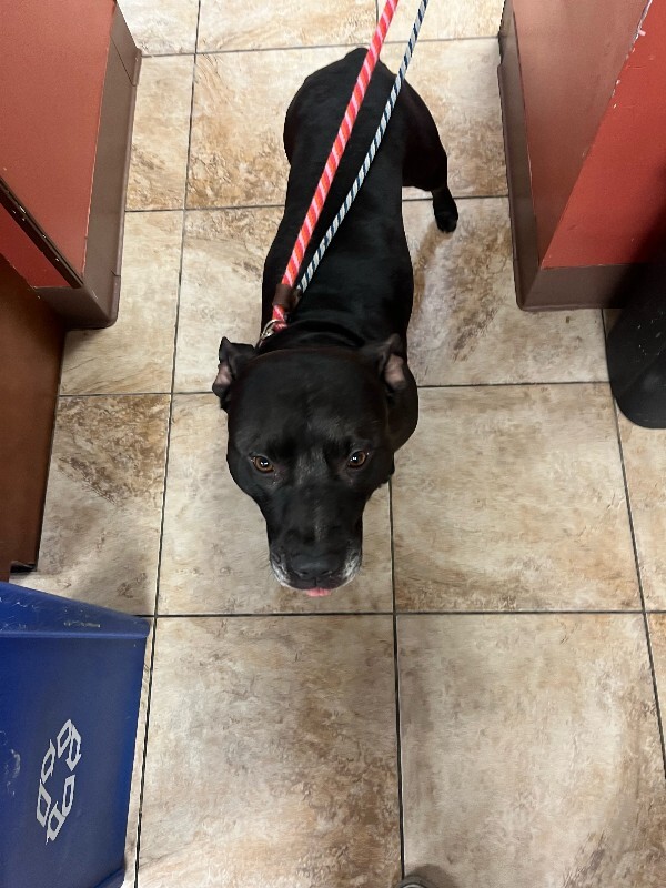 View Rocket the Dog Photo #2