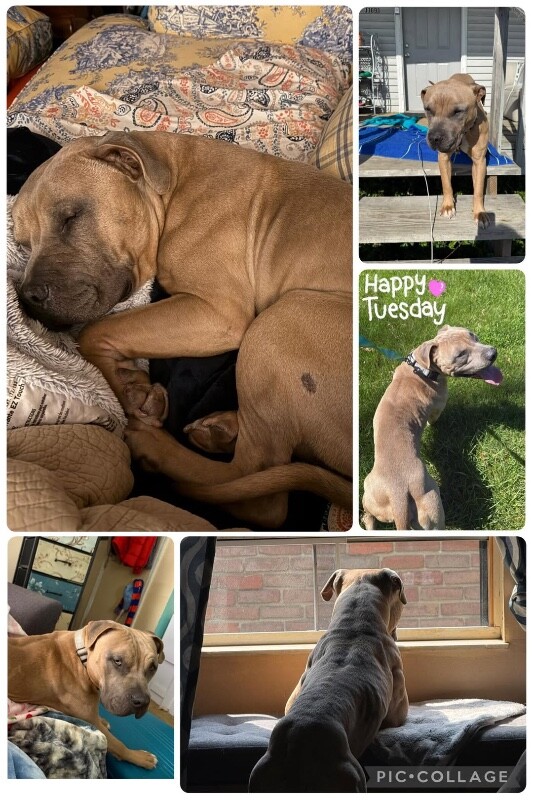 View The Chosen One the Dog Photo #11