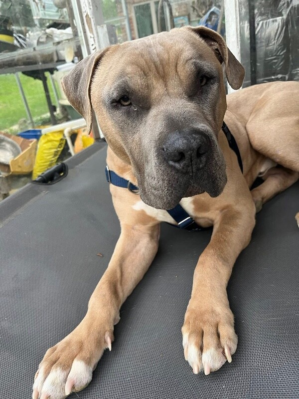 View The Chosen One the Dog Photo #2