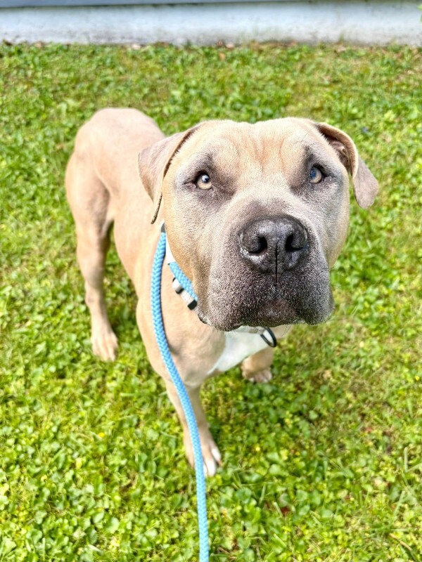 Learn More About The Chosen One The Chosen One - Dog