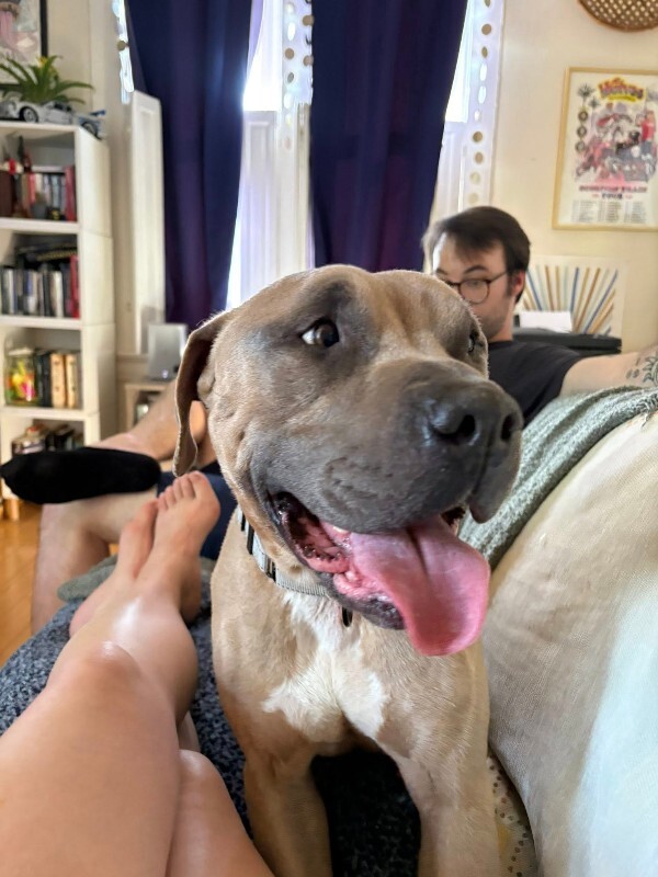 The Chosen One - Dog