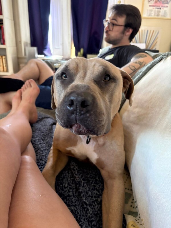 View The Chosen One the Dog Photo #16