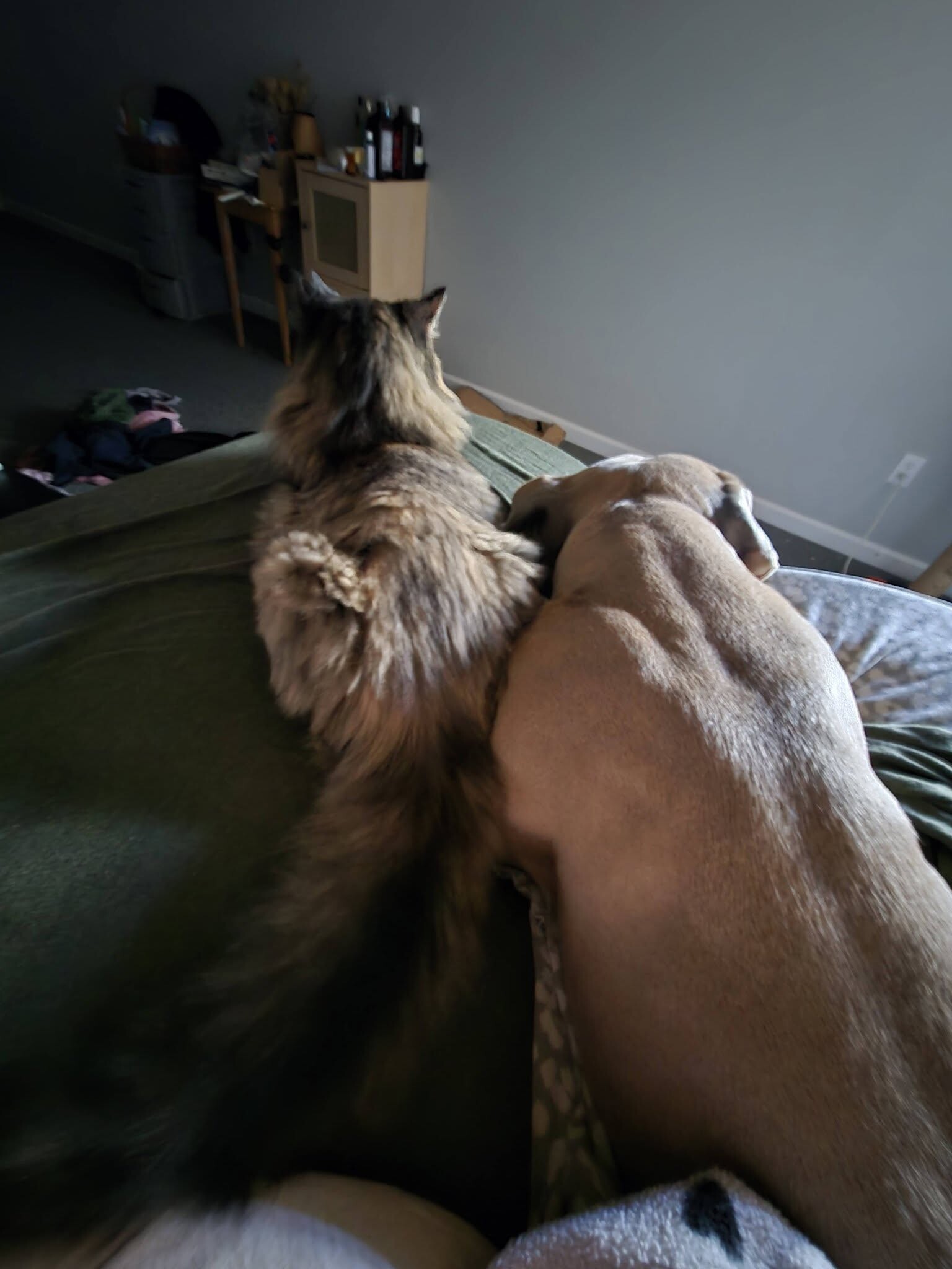View The Chosen One the Dog Photo #3