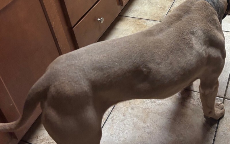 View The Chosen One the Dog Photo #3