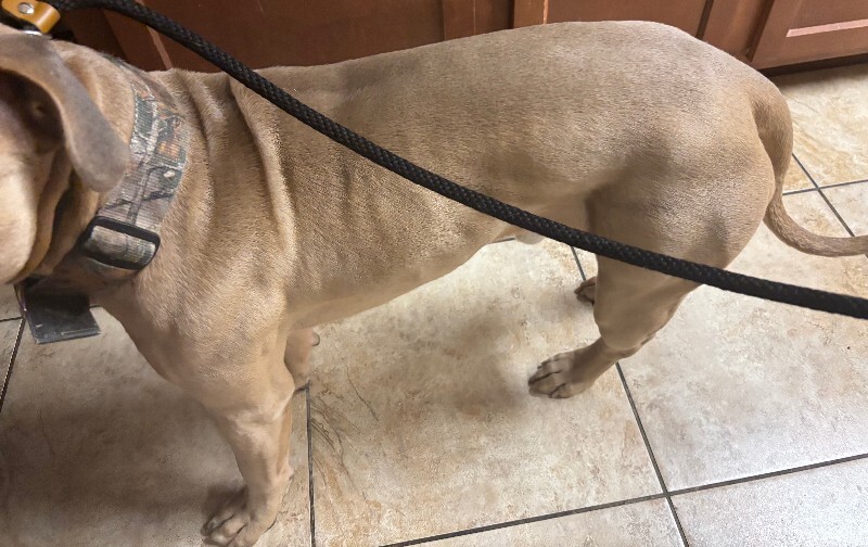 View The Chosen One the Dog Photo #2