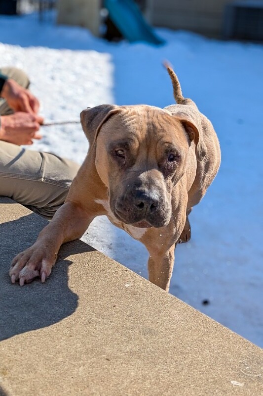 View The Chosen One the Dog Photo #4