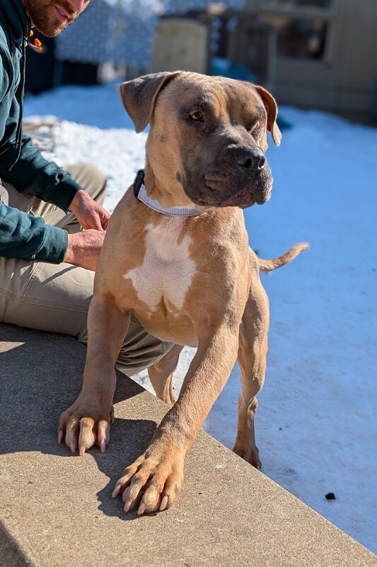 View The Chosen One the Dog Photo #3